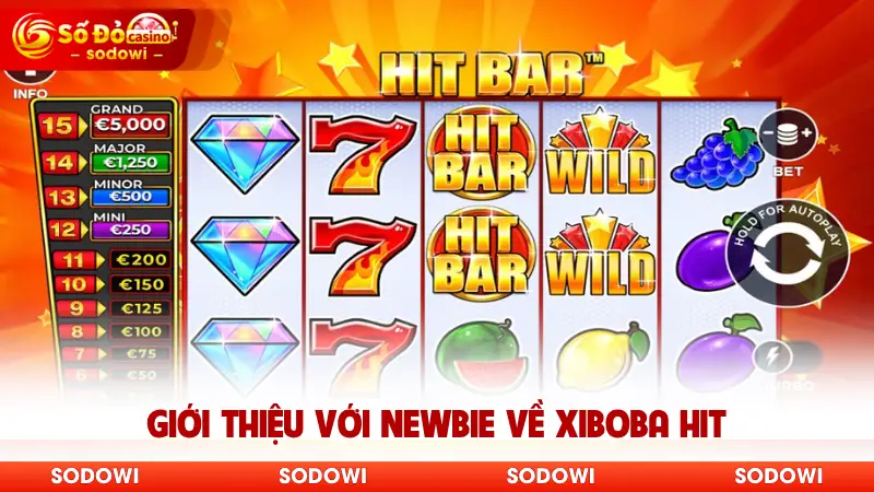 Giới thiệu với newbie về Xiboba Hit